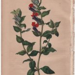 Cuphea miniata Ad. Brong. (1846) - [Art. D096]