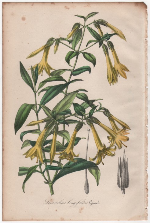 Leianthus longifolius Griseb. (1846) - [Art. D095] – 01