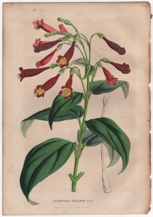 Lisianthus pulcher Hook. (1847) - [Art. D087] – 01