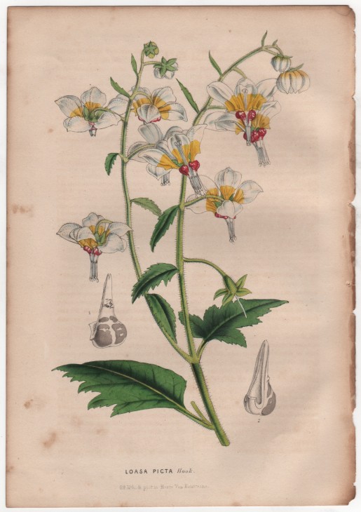 Loasa picta Hook. (1847) - [Art. D086] – 01