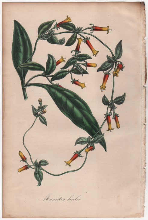 Manettia bicolor (1846) - [Art. D093] – 01