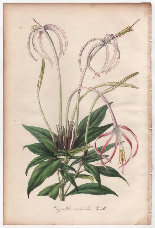 Oxyanthus versicolor Lindl. (1846) - [Art. D082] – 01