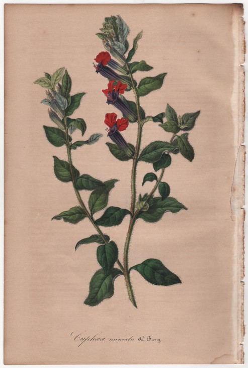 Cuphea miniata Ad. Brong. (1846) - [Art. D096] – 01