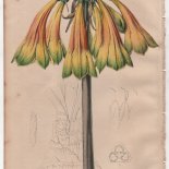 Cyrtanthus obliquus Jacq. (1846) - [Art. D083]