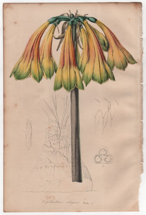 Cyrtanthus obliquus Jacq. (1846) - [Art. D083] – 01