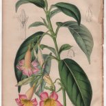 Dipladenia urophylla Hook. (1847) - [Art. D084]