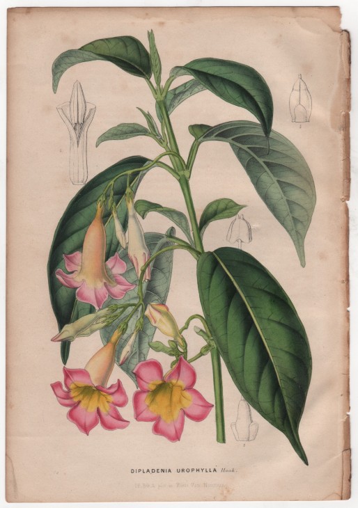 Dipladenia urophylla Hook. (1847) - [Art. D084] – 01