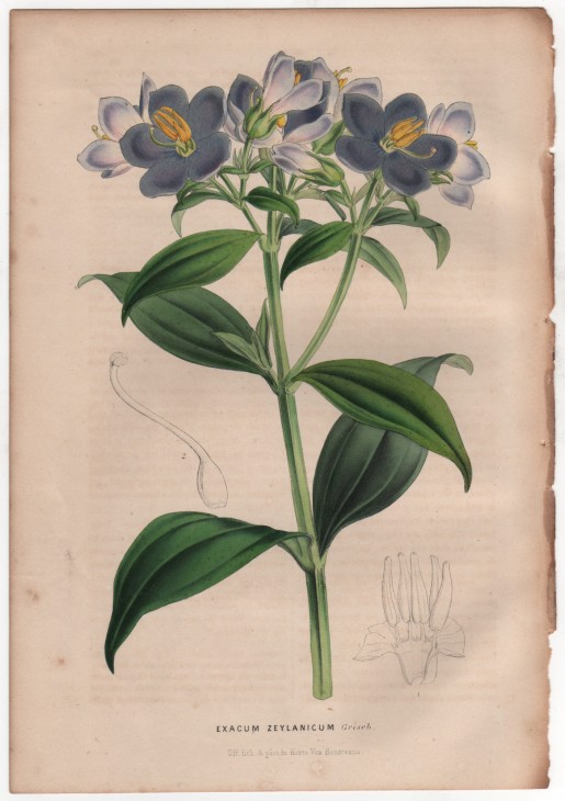 Exacum zeylanicum Griseb. (1847) - [Art. D085] – 01