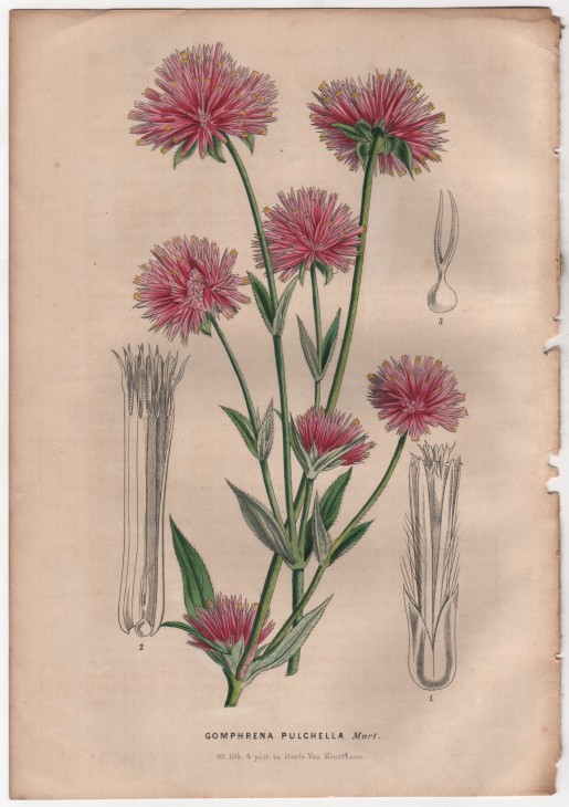 Gomphrena pulchella Mart. (1847) - [Art. D090] – 01