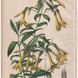 Leianthus longifolius Griseb. (1846) - [Art. D095]