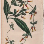 Manettia bicolor (1846) - [Art. D093]