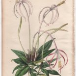 Oxyanthus versicolor Lindl. (1846) - [Art. D082]