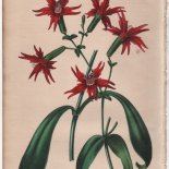 Silene speciosa (1846) - [Art. D094]