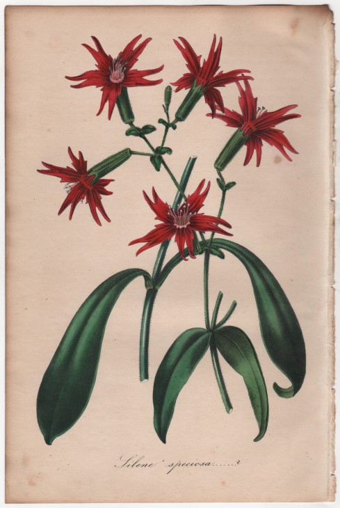 Silene speciosa (1846) - [Art. D094] – 01