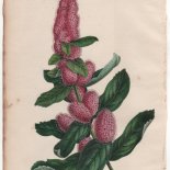 Spiraea douglasii Hook. (1846) - [Art. D091]