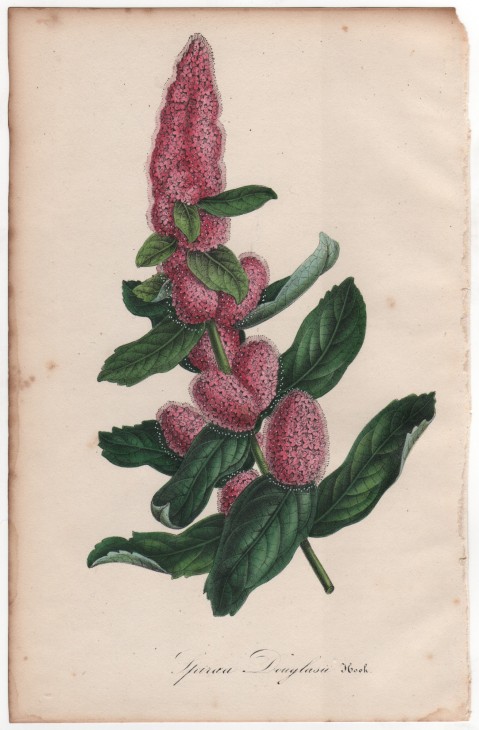 Spiraea douglasii Hook. (1846) - [Art. D091] – 01