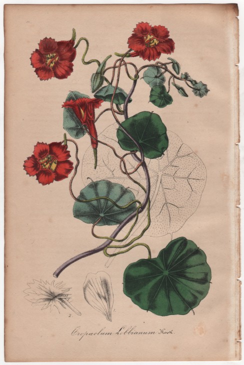 Tropaeolum lobbianum Hook. (1846) - [Art. D092] – 01