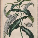 Veronica lindleyana Hort. - Veronica salicifolia Forst. (1846) - [Art. D098]