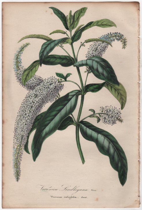 Veronica lindleyana Hort. - Veronica salicifolia Forst. (1846) - [Art. D098] – 01